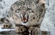 snow-leopard3