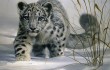 snow-leopard-mise-a-jour
